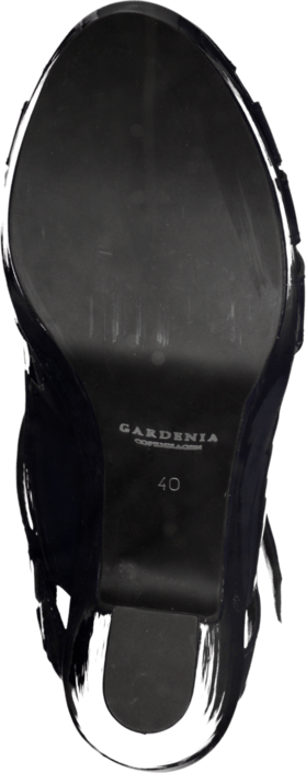 Gardenia - 1312027