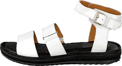 Wildflower - Sunday White