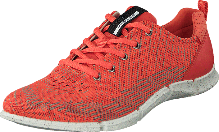 Ecco - Intrinsic Coral