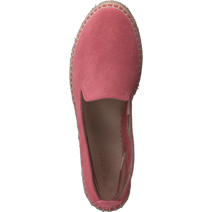 Dhalia2010-a Coral Blush - Bild 6