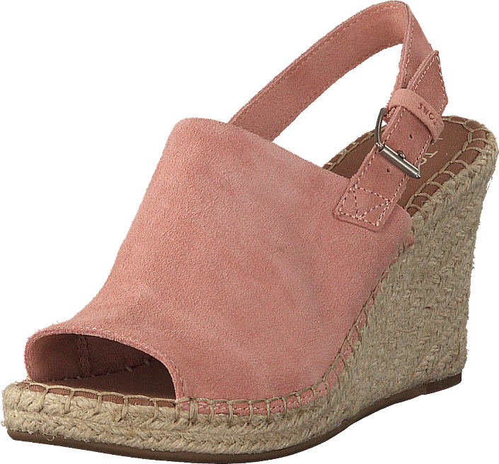 toms monica