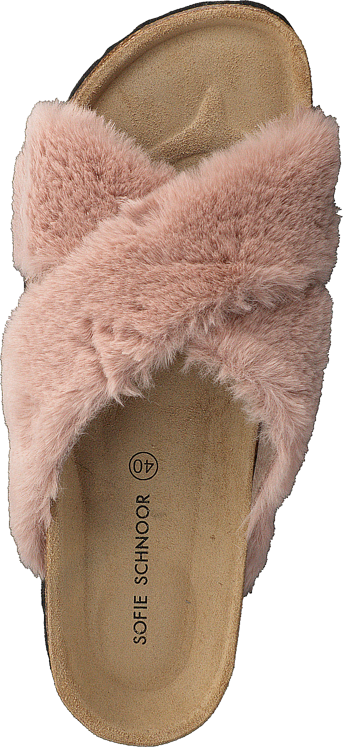 Slipper Rose - Bild 6