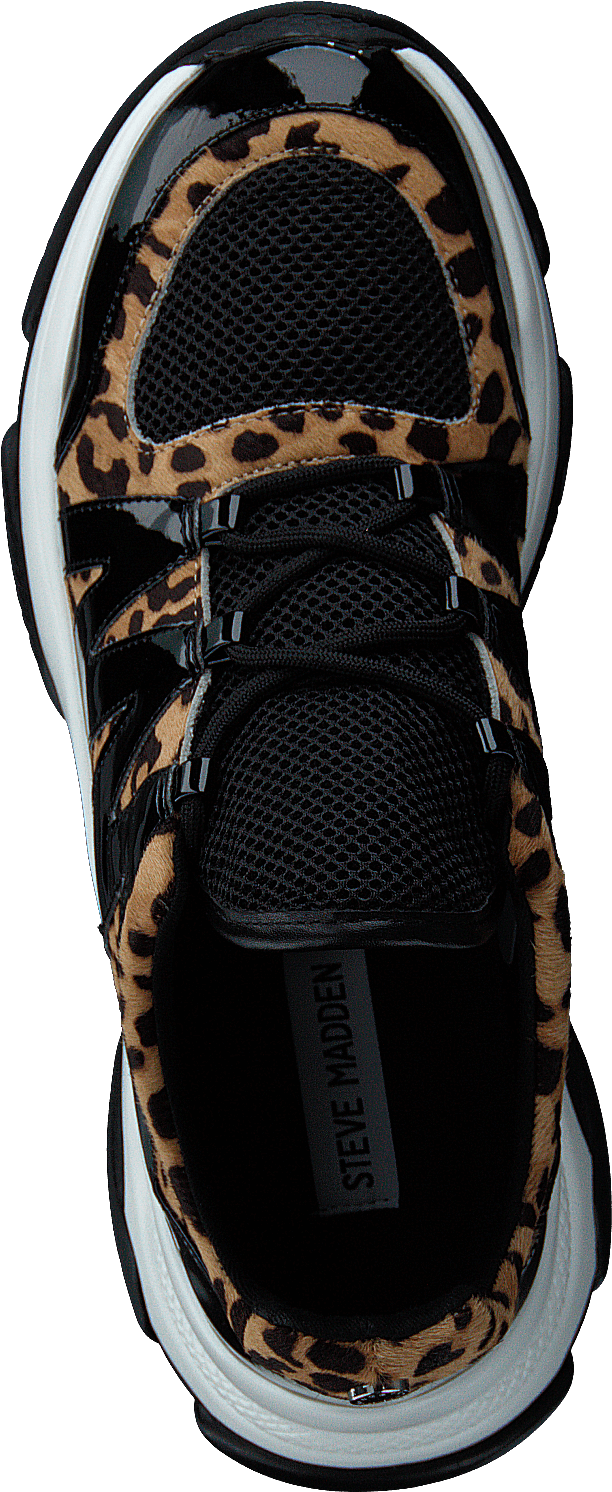 Maximus leopard multi online