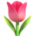 :tulip: :tulip: