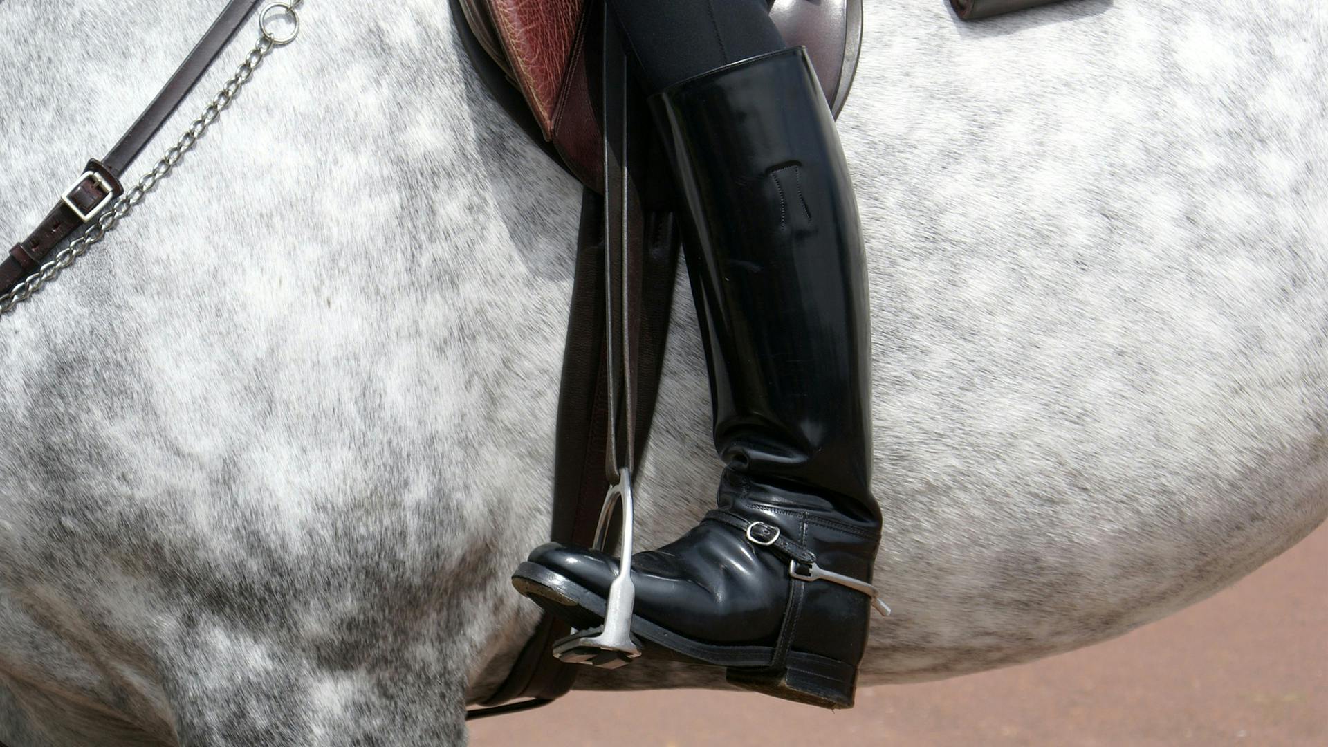 marque chaussure cheval