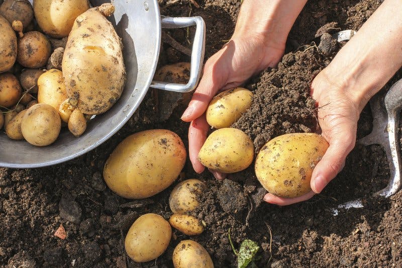 potatis
