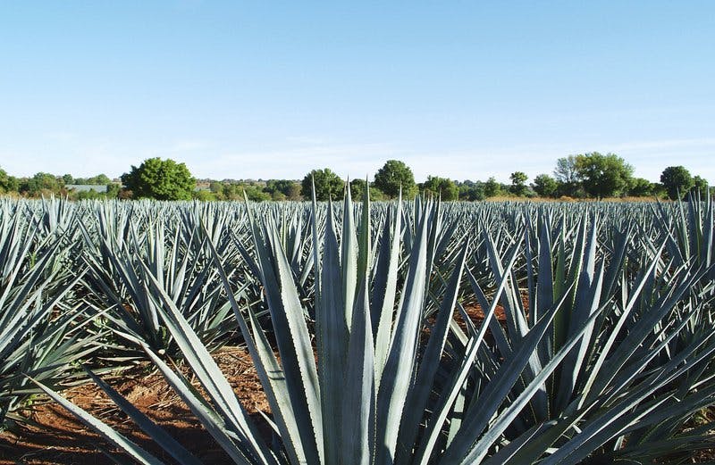 agave